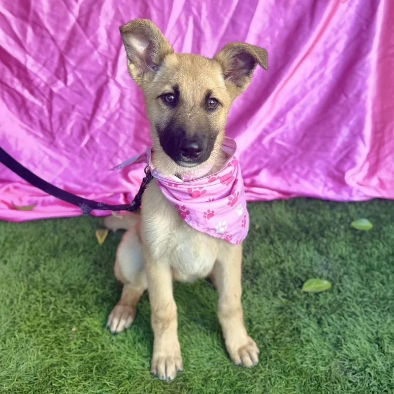 A baby medium-sized female Black German Shepherd Dog dog named Hailey for adoption in Rowland Heights, CA