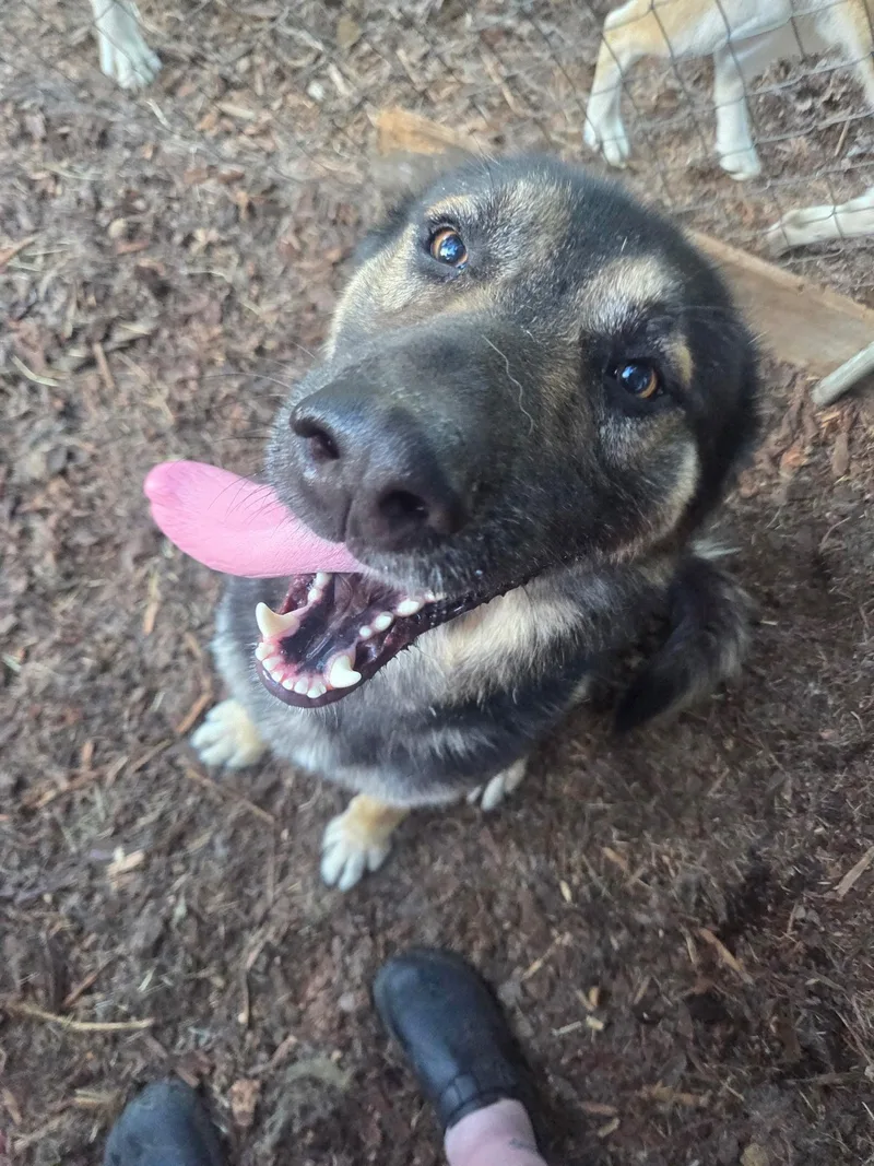 A young large-sized male Tricolor (Brown, Black, & White) German Shepherd Dog dog named Koba for adoption in Oakville, WA