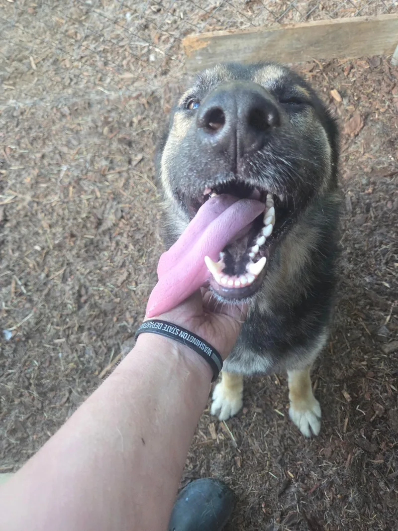 Koba thumbnail 2