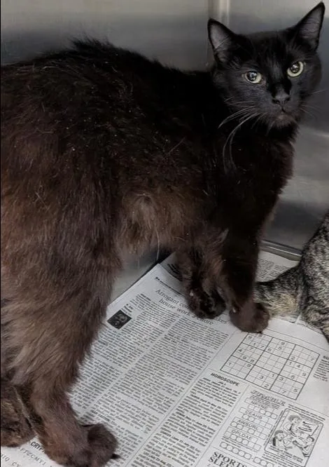 An adult small-sized female Black Domestic Short Hair cat named Feyre for adoption in Evansville, IN