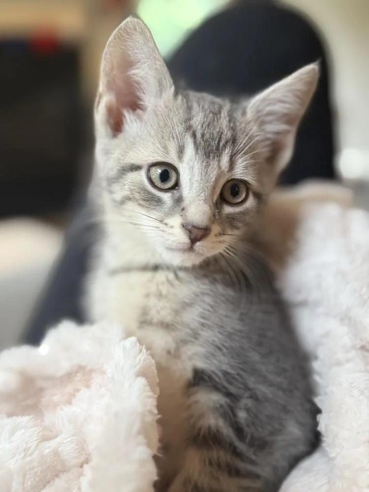 A baby small-sized male Gray / Blue / Silver Domestic Short Hair cat named Peeta for adoption in Bolton, CT