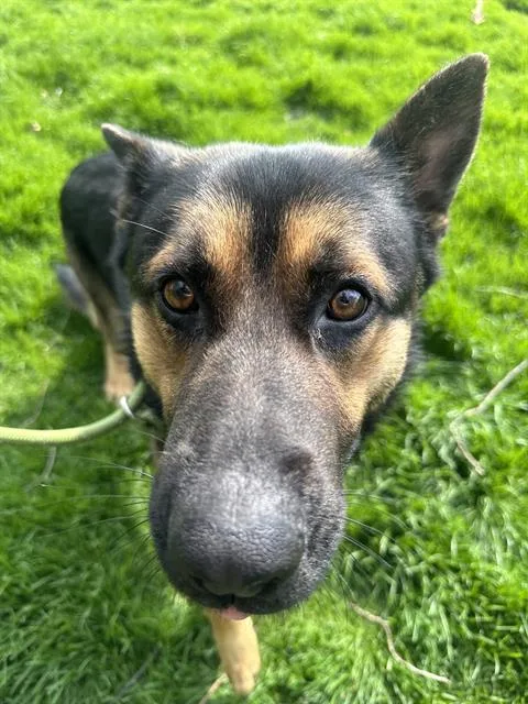 A young small-sized male German Shepherd Dog dog named Pax for adoption in Indianapolis, IN