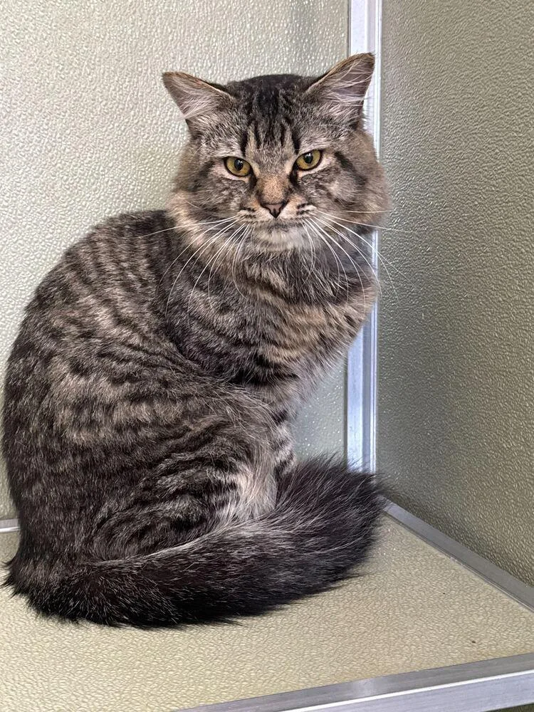 Sweet Treat thumbnail 2