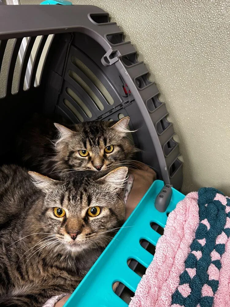 Sweet Treat thumbnail 3