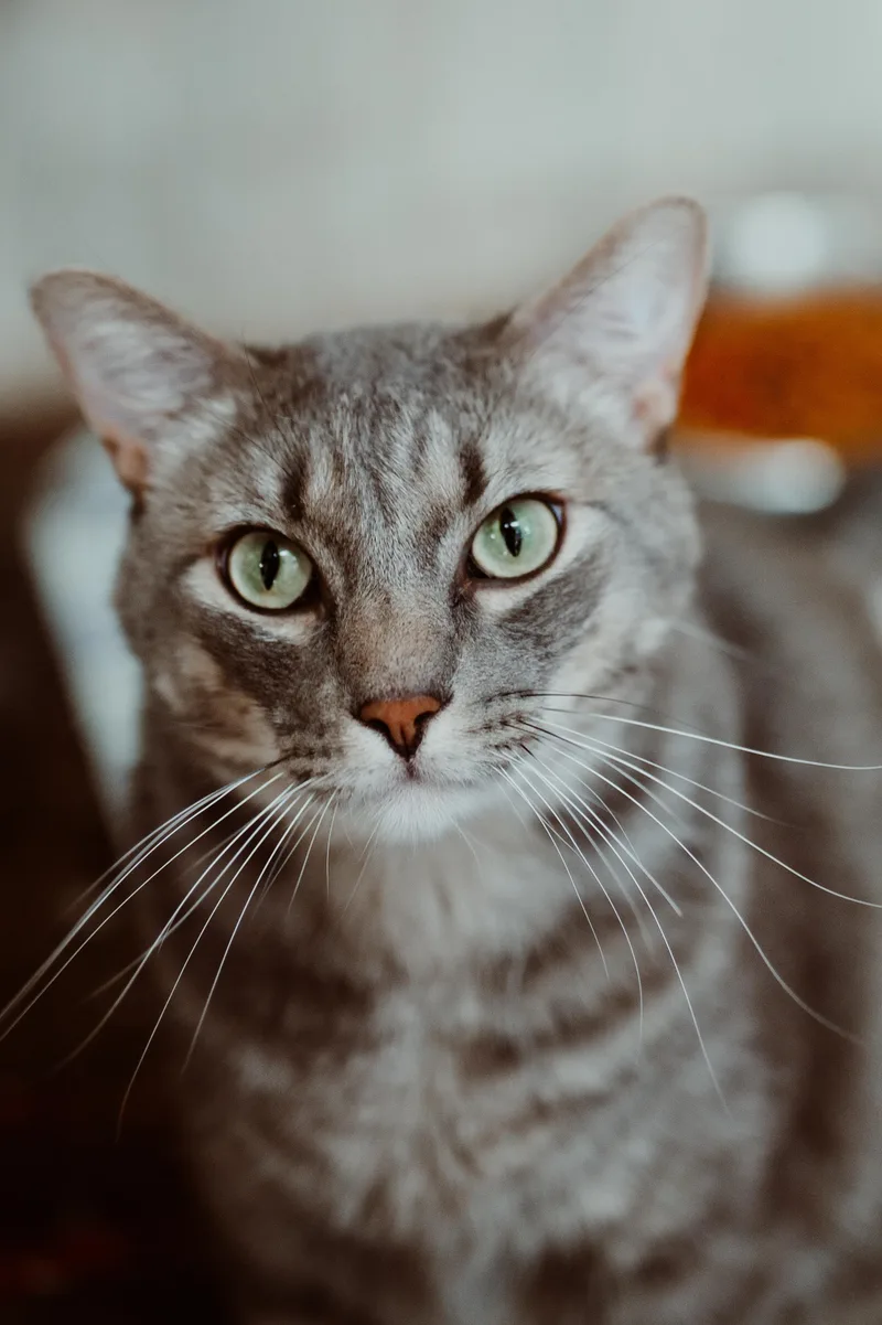 An adult medium-sized male Gray / Blue / Silver Domestic Short Hair cat named Pip for adoption in Le Mars, IA