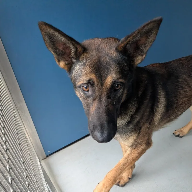 An adult large-sized male Yellow / Tan / Blond / Fawn German Shepherd Dog dog named Jimmy Chew for adoption in Greenville, SC