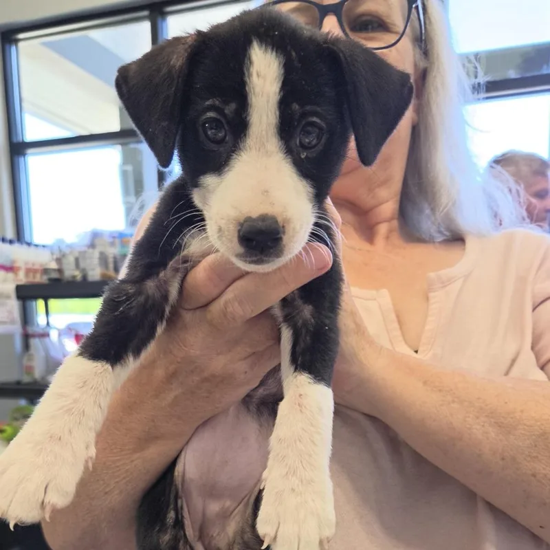 A baby small-sized female Black Labrador Retriever dog named Dash for adoption in Marshall, TX