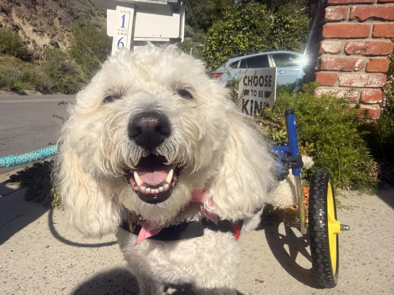 An adult small-sized female White / Cream Goldendoodle dog named Shima for adoption in Laguna Beach, CA