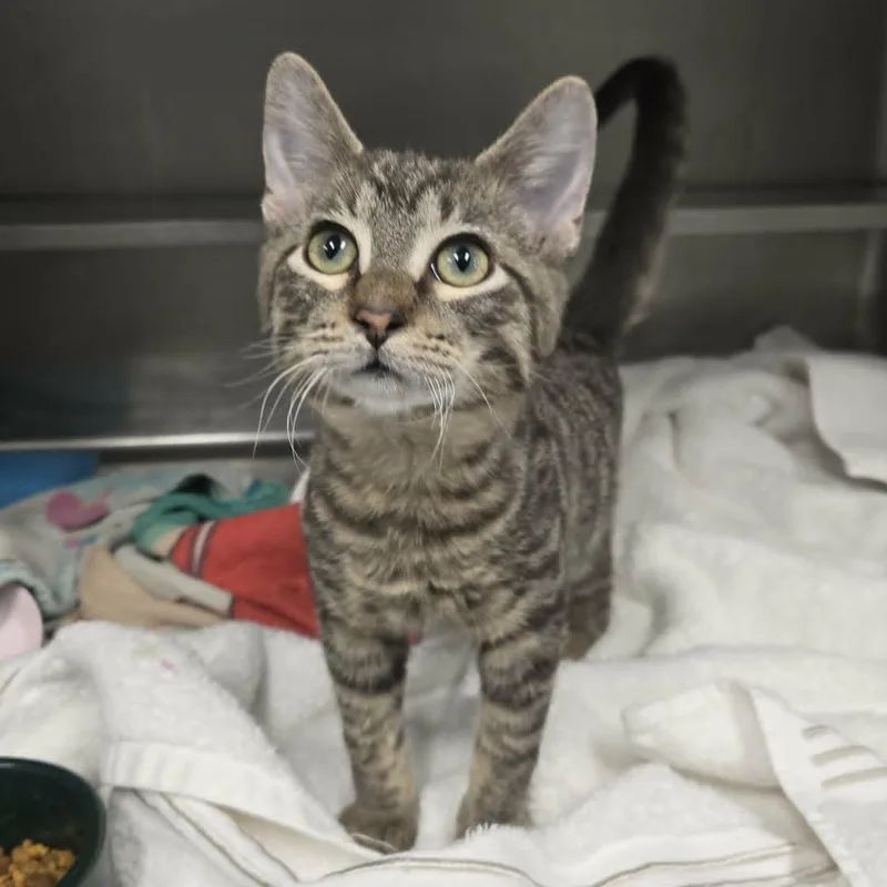 A baby medium-sized male Tabby (Brown / Chocolate) Domestic Short Hair cat named Ernie for adoption in Watertown, WI