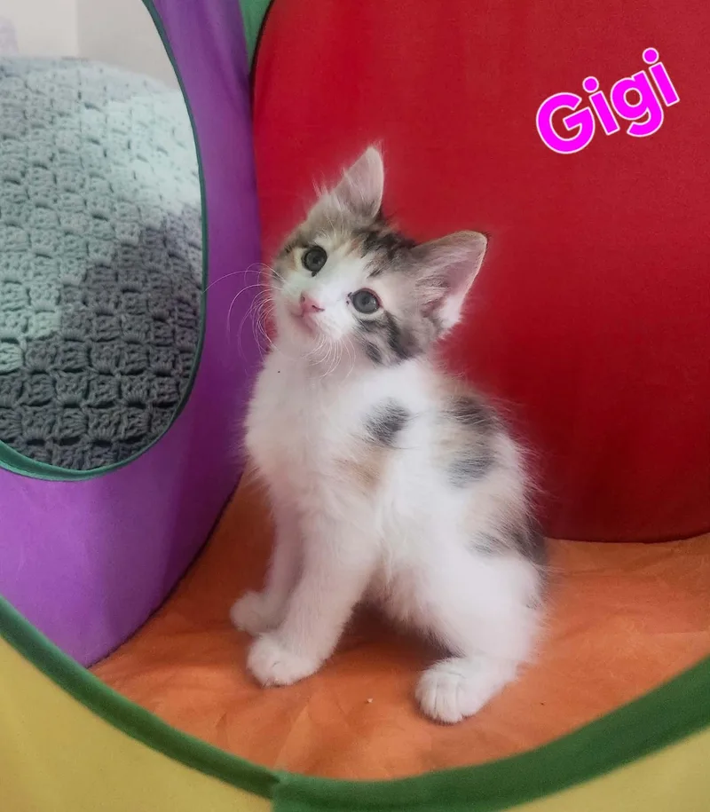 Gigi