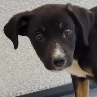 A baby small-sized male Black Mixed Breed dog named Mars for adoption in Las Cruces, NM
