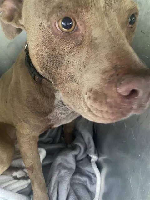 An adult medium-sized male Mixed Breed dog named Cholo for adoption in Dallas, TX