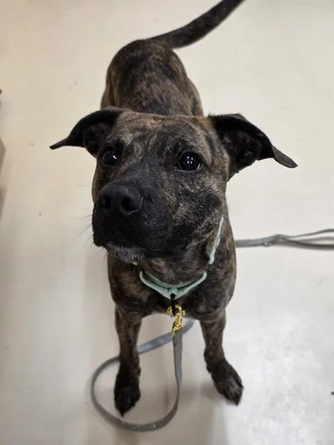 A young medium-sized male Pit Bull Terrier dog named Toby for adoption in Aliquippa, PA