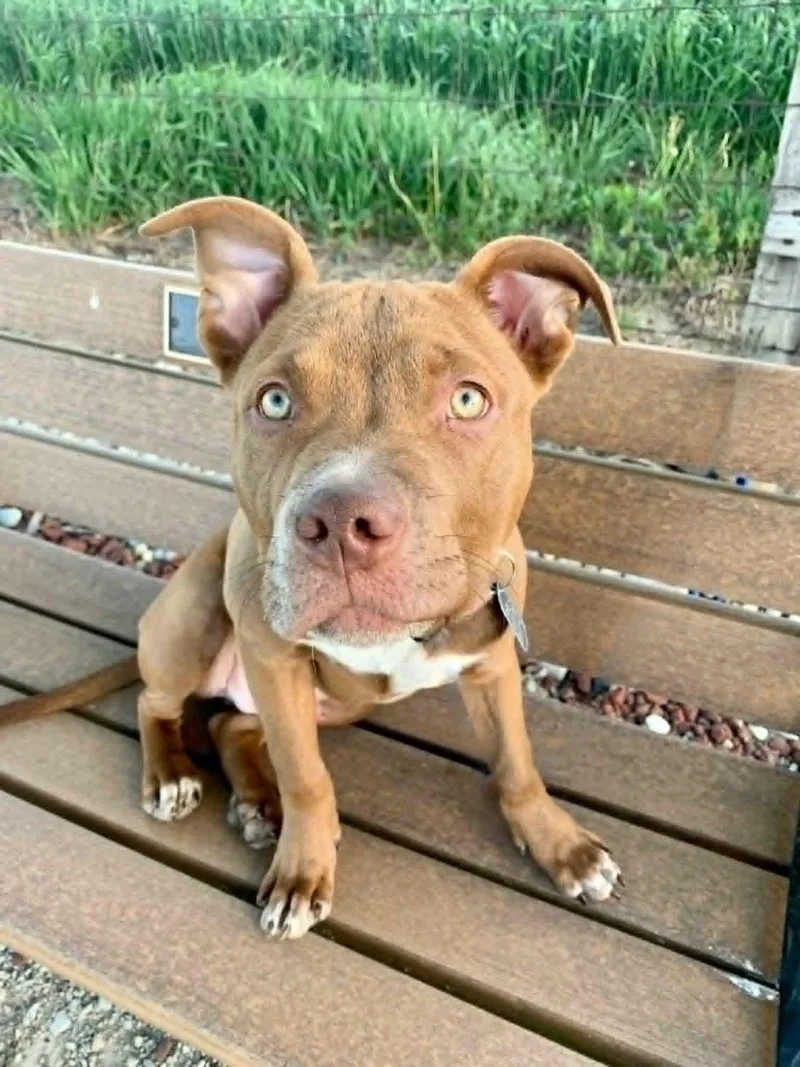 A young medium-sized male Red / Chestnut / Orange Pit Bull Terrier dog named Reed for adoption in Dayton, OH