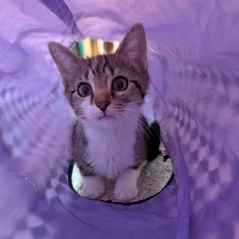 A baby small-sized female Tabby (Brown / Chocolate) Domestic Short Hair cat named Claribelle for adoption in Hudsonville, MI
