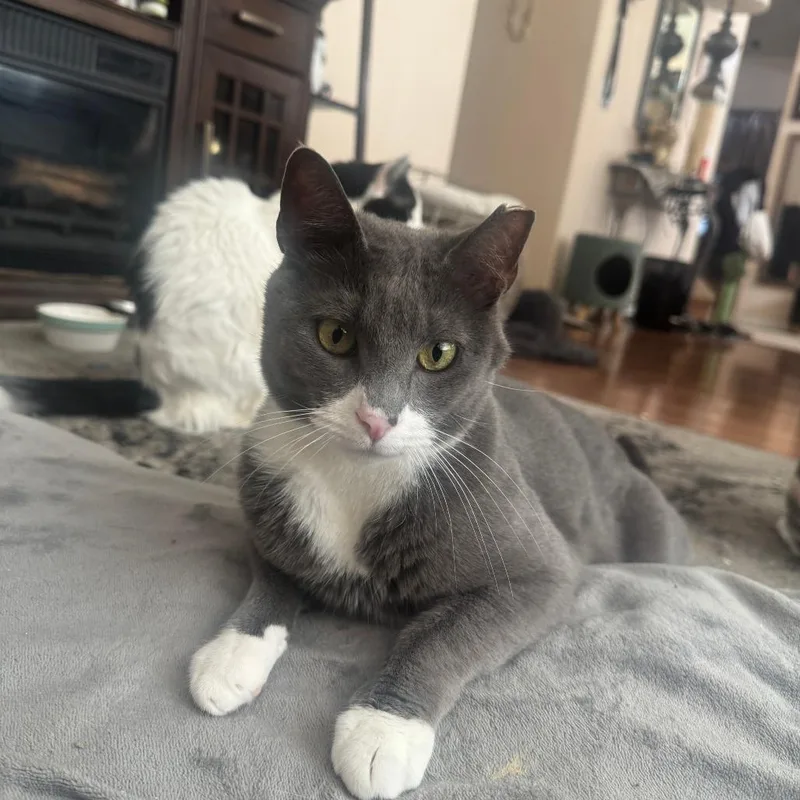 An adult medium-sized male Gray / Blue / Silver Domestic Short Hair cat named Gray for adoption in Redwood City, CA