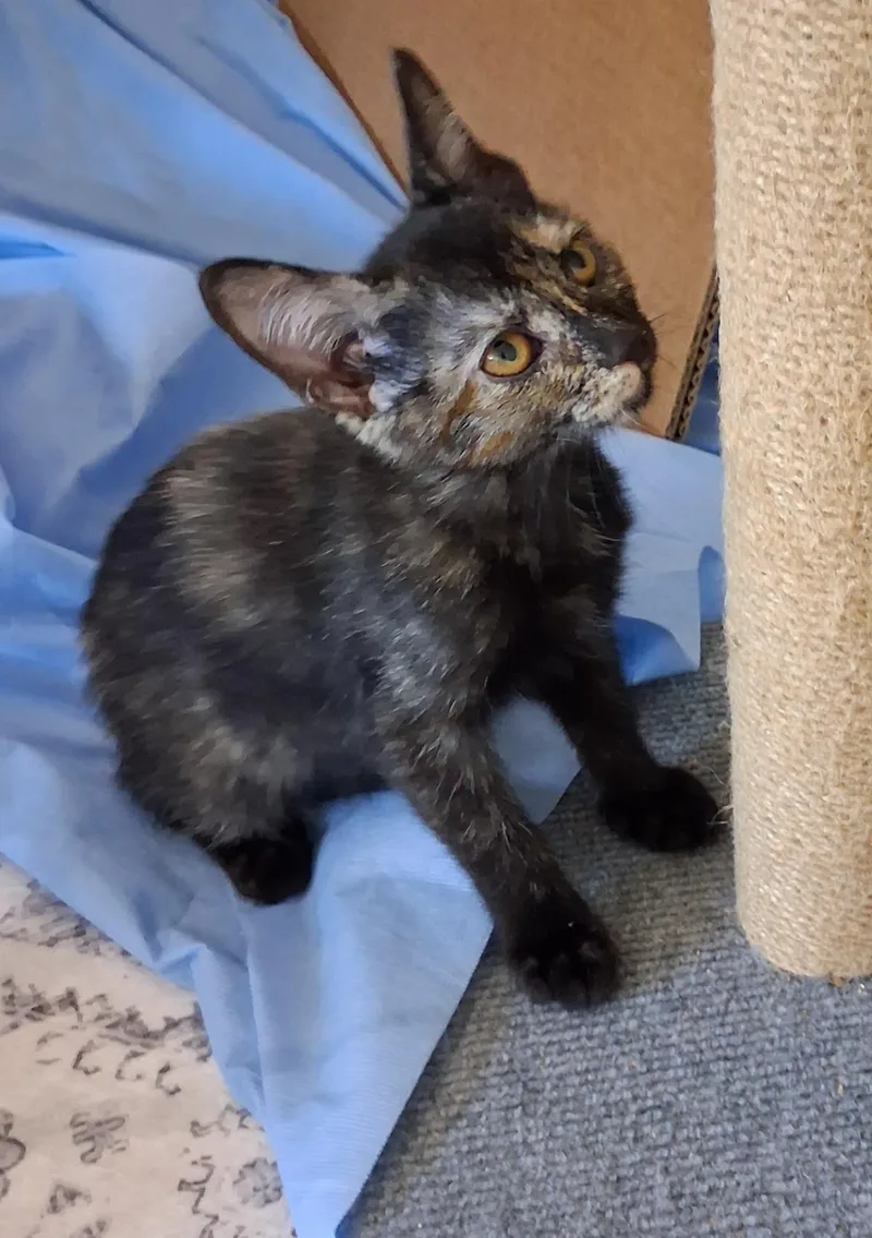 A baby medium-sized female Brown / Chocolate Domestic Short Hair cat named Cece Moon for adoption in Chandler, AZ