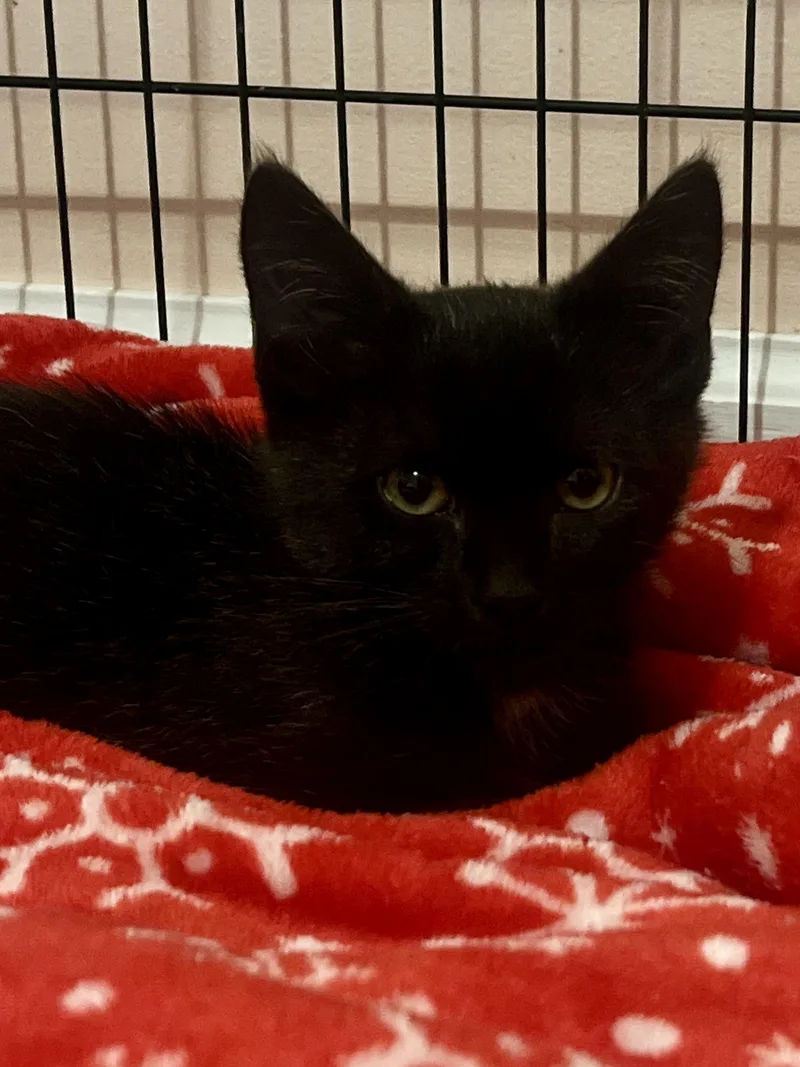 A baby medium-sized male Black Domestic Short Hair cat named Midnight for adoption in Andover, CT