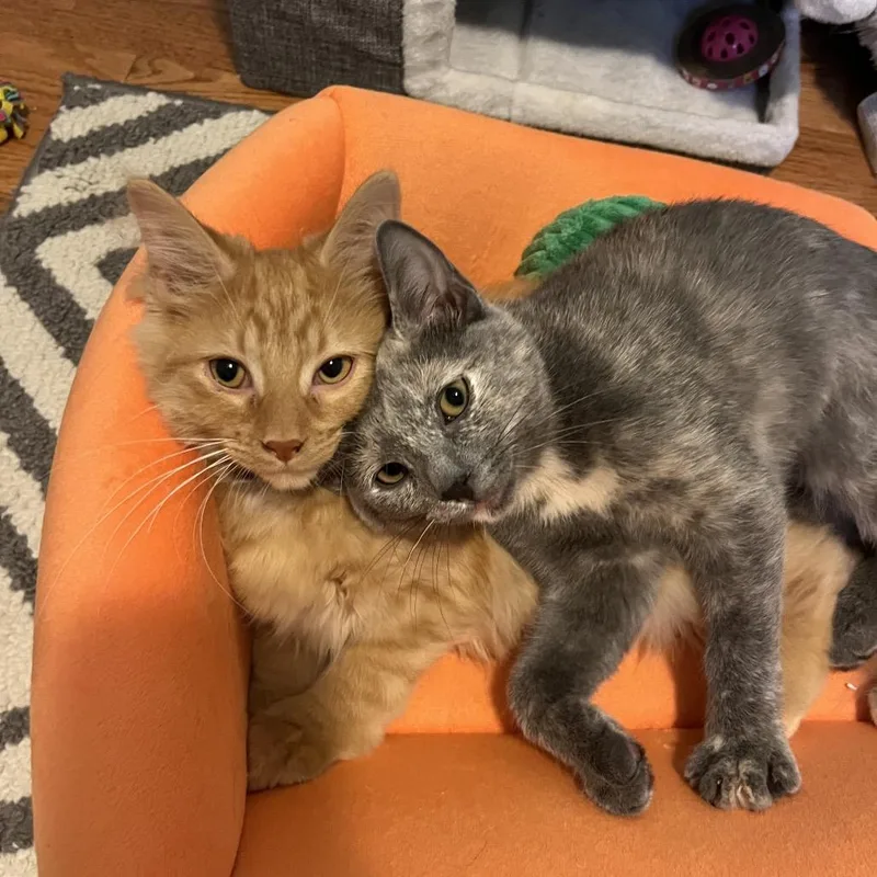 A baby medium-sized female Orange / Red Domestic Long Hair cat named Dolly for adoption in Gibsonia, PA