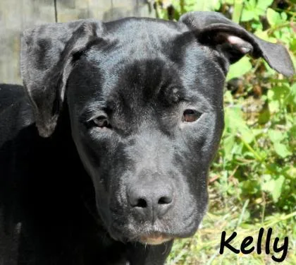 An adult large-sized female Terrier dog named Kelly for adoption in Palm Coast, FL