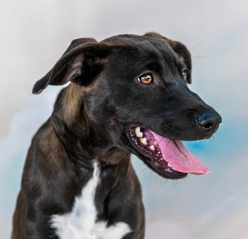 A baby medium-sized female Catahoula Leopard Dog dog named Luna for adoption in Pasadena, CA