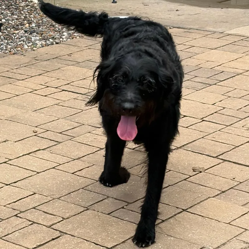 An adult large-sized female Black Labrador Retriever dog named Molly for adoption in Greensboro, GA