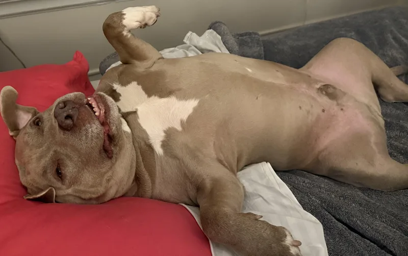 Bodhigentle Soul Looking For