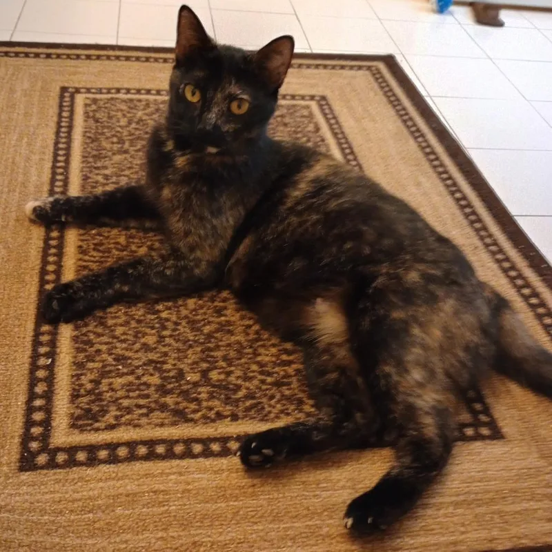 An adult medium-sized female Domestic Short Hair cat named Gingermaps for adoption in Cumming, GA
