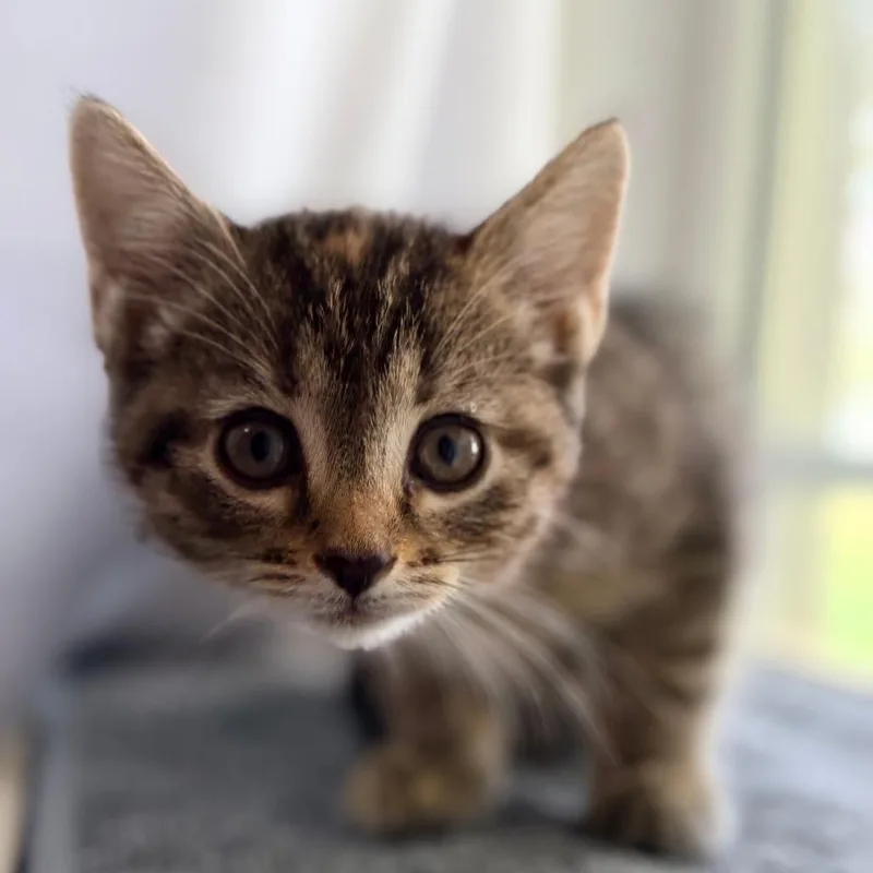 A baby small-sized female Domestic Short Hair cat named Vidia for adoption in Mebane, NC
