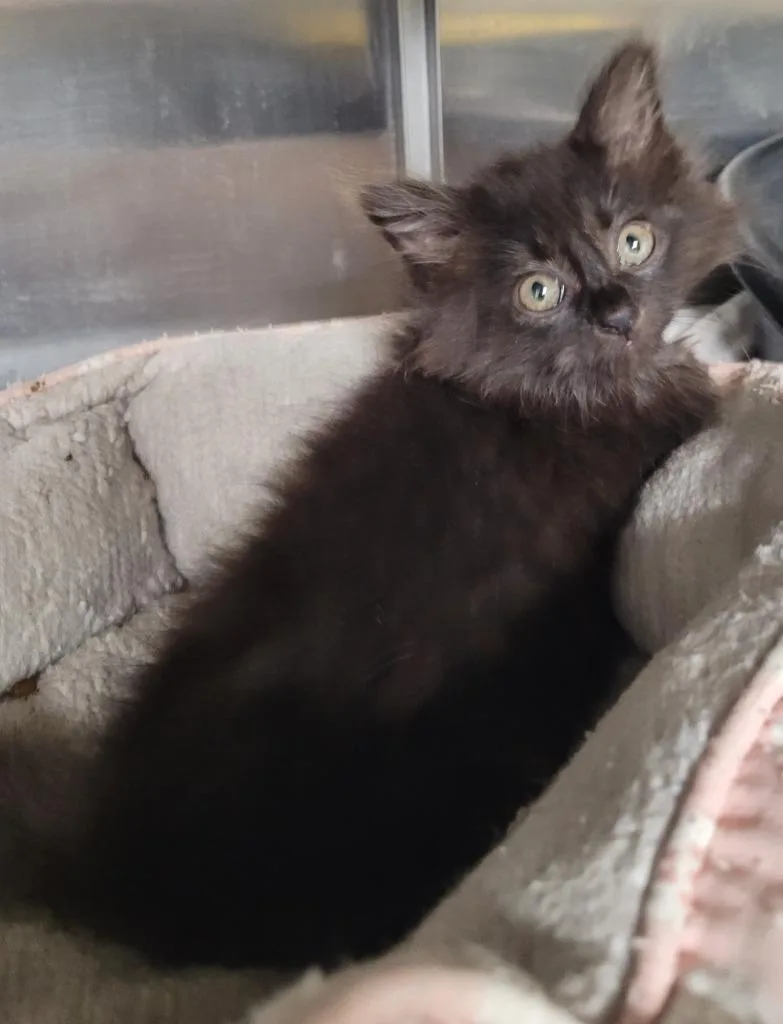 A baby small-sized female Domestic Medium Hair cat named Marilyn for adoption in Hopkinsville, KY