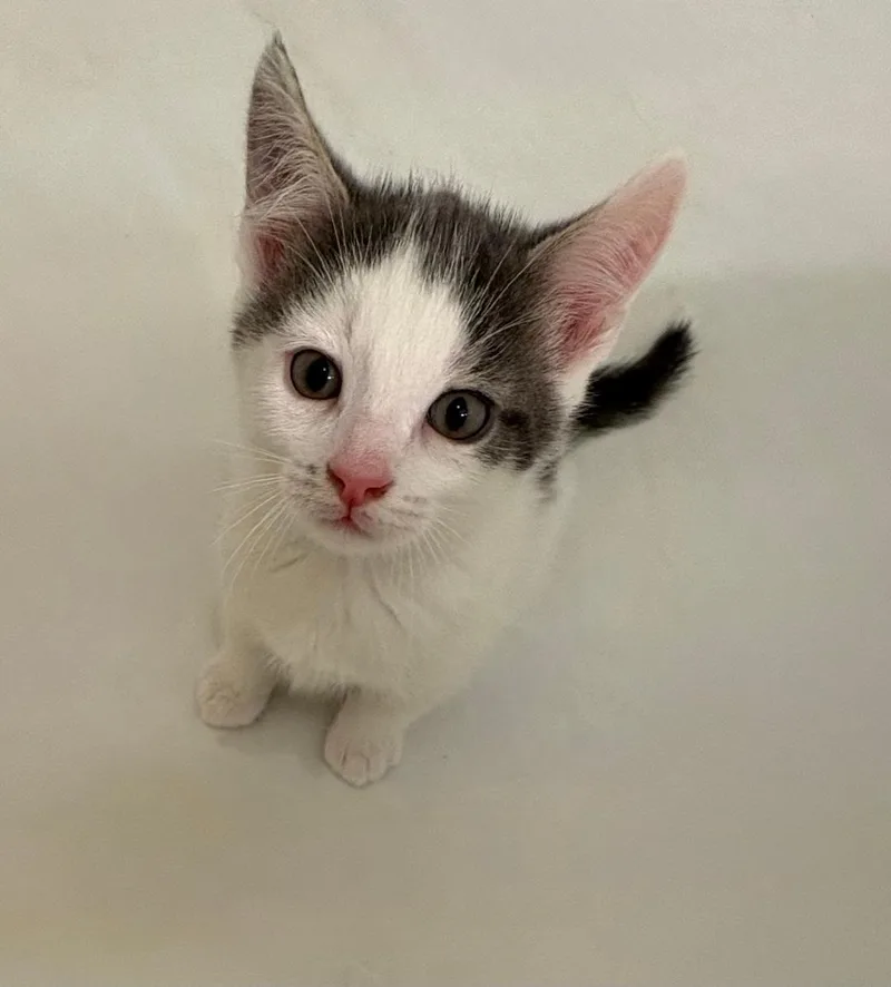 A baby medium-sized male Black & White / Tuxedo Domestic Short Hair cat named Cannoli for adoption in Mokena, IL