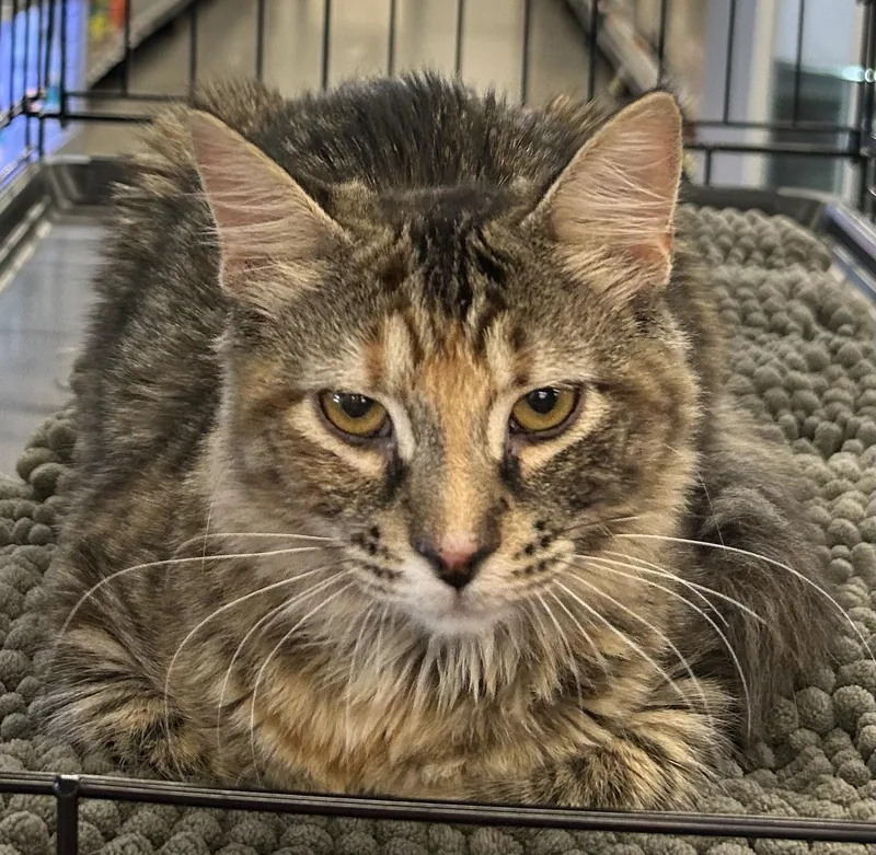 A young medium-sized female Torbie Domestic Medium Hair cat named Stella for adoption in Ponchatoula, LA