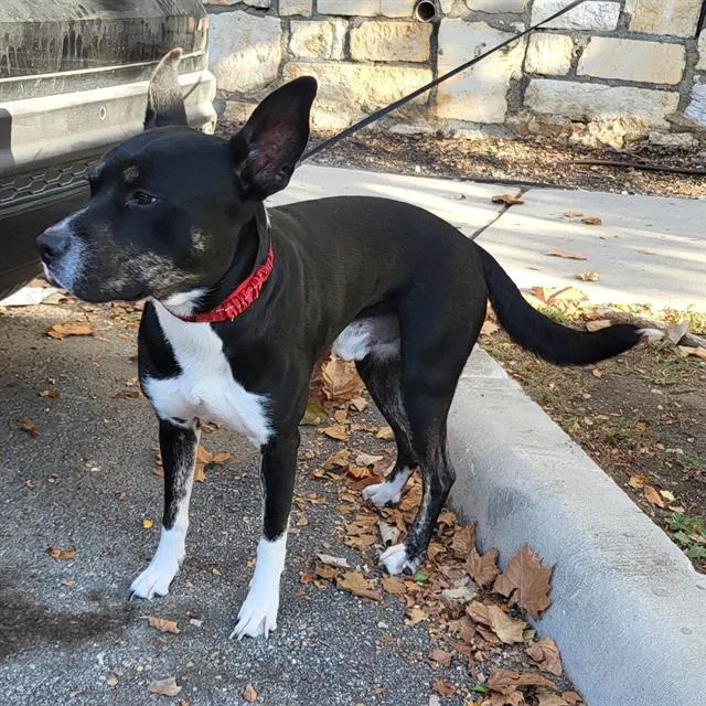 An adult large-sized male American Staffordshire Terrier dog named Nacho for adoption in San Antonio, TX