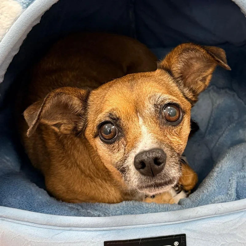An adult small-sized female Yellow / Tan / Blond / Fawn Chihuahua dog named Lainey for adoption in Rifle, CO