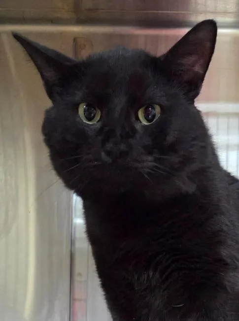 An adult medium-sized male Black Domestic Short Hair cat named Phil for adoption in Minneapolis, MN