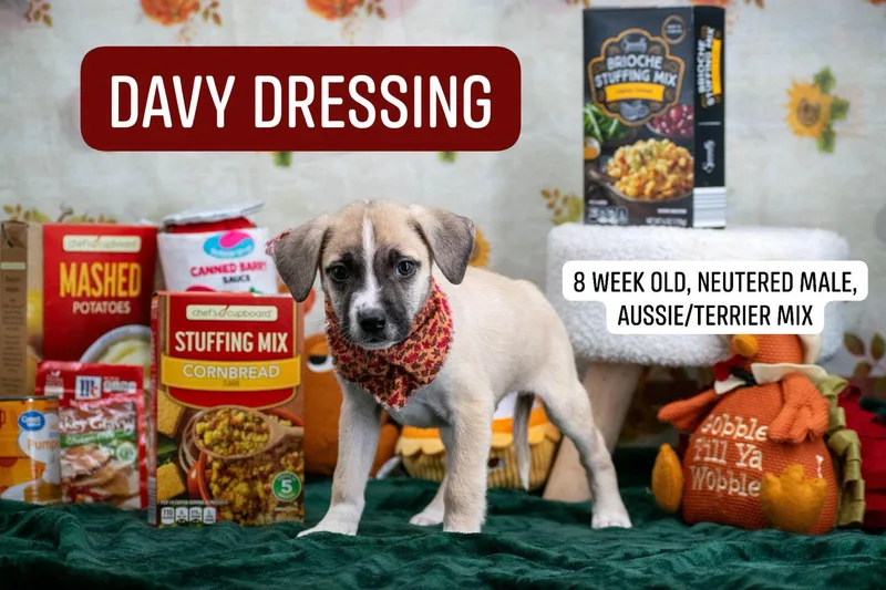 A baby medium-sized male Australian Shepherd dog named Davy Dressing for adoption in Sevierville, TN