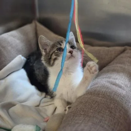 A baby small-sized female Domestic Short Hair cat named Hayley for adoption in Westland, MI