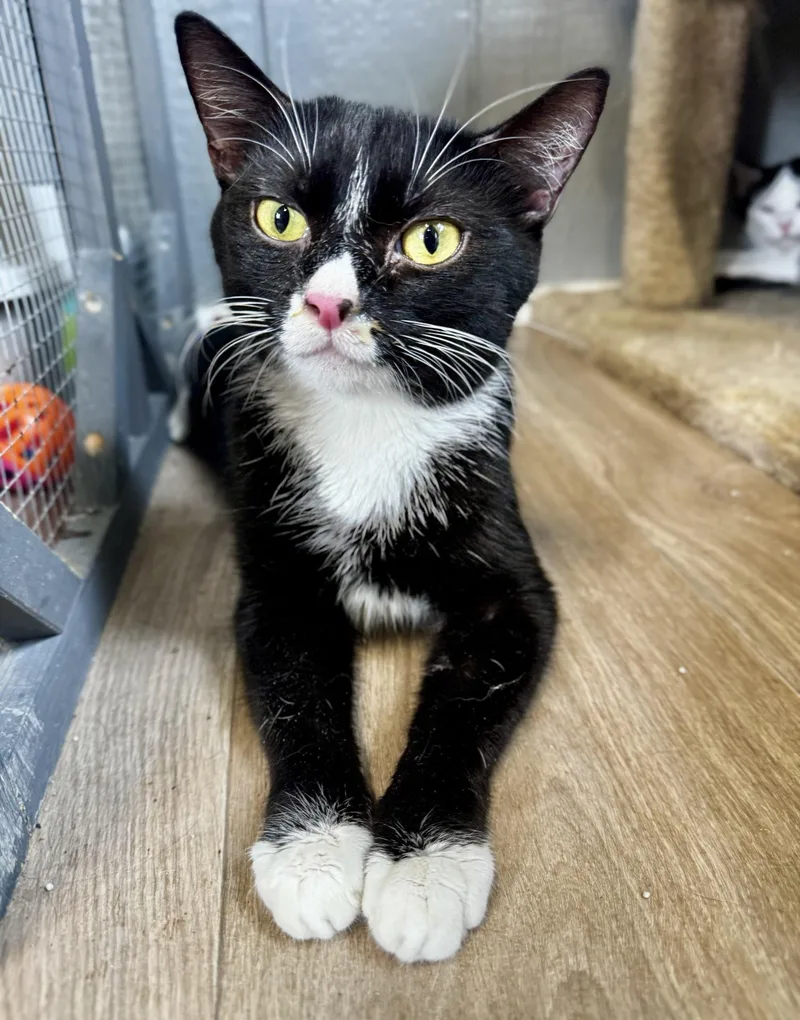A young medium-sized male Domestic Short Hair cat named Edward ScissorPaws for adoption in Greensburg, PA