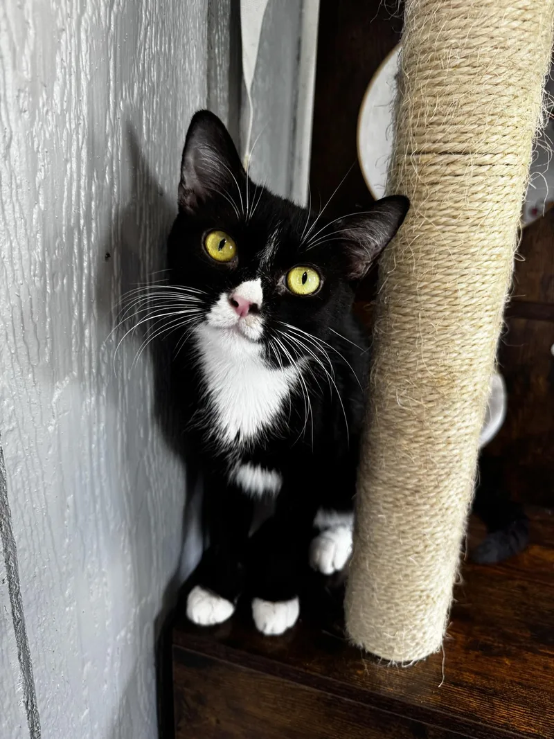 Edward ScissorPaws thumbnail 3