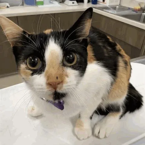 A young medium-sized female Calico Domestic Short Hair cat named Maya for adoption in Houston, TX