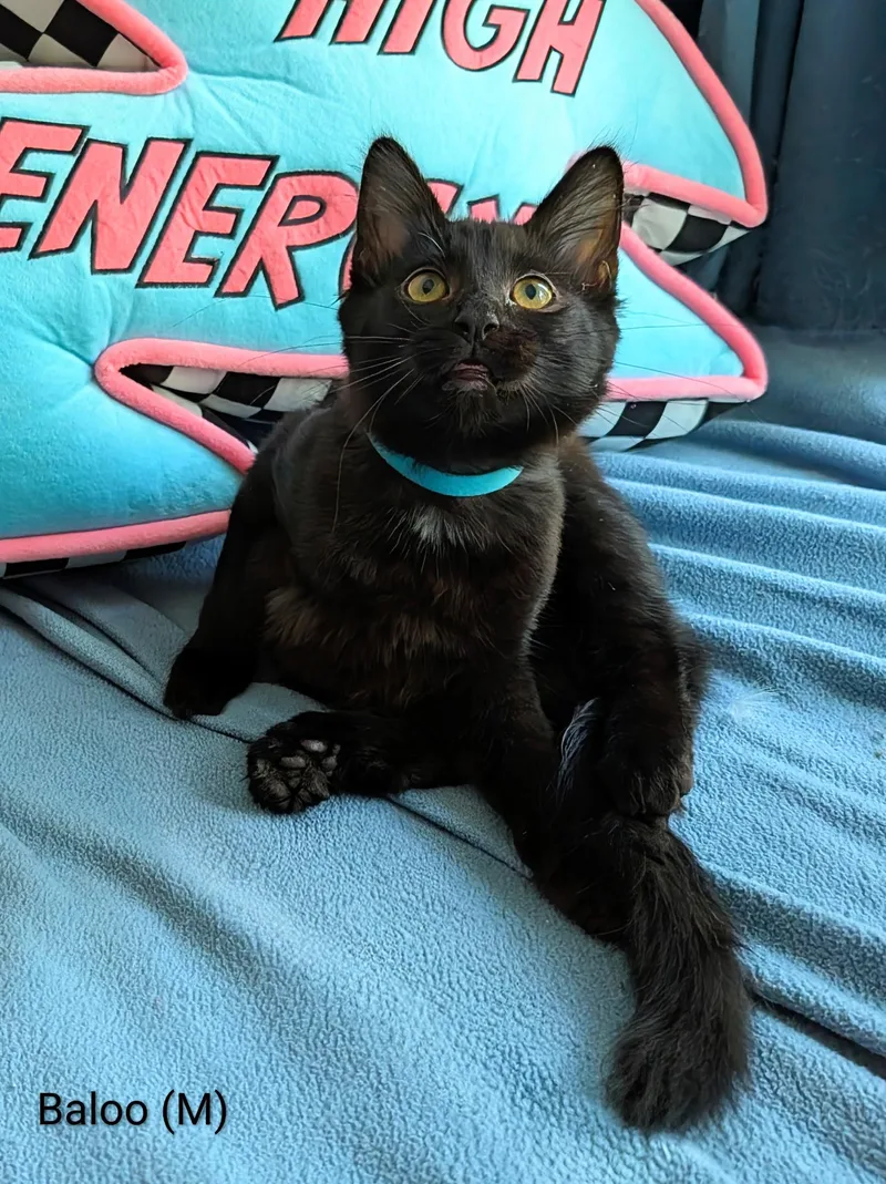 A young small-sized male Domestic Short Hair cat named Baloo for adoption in San Jose, CA