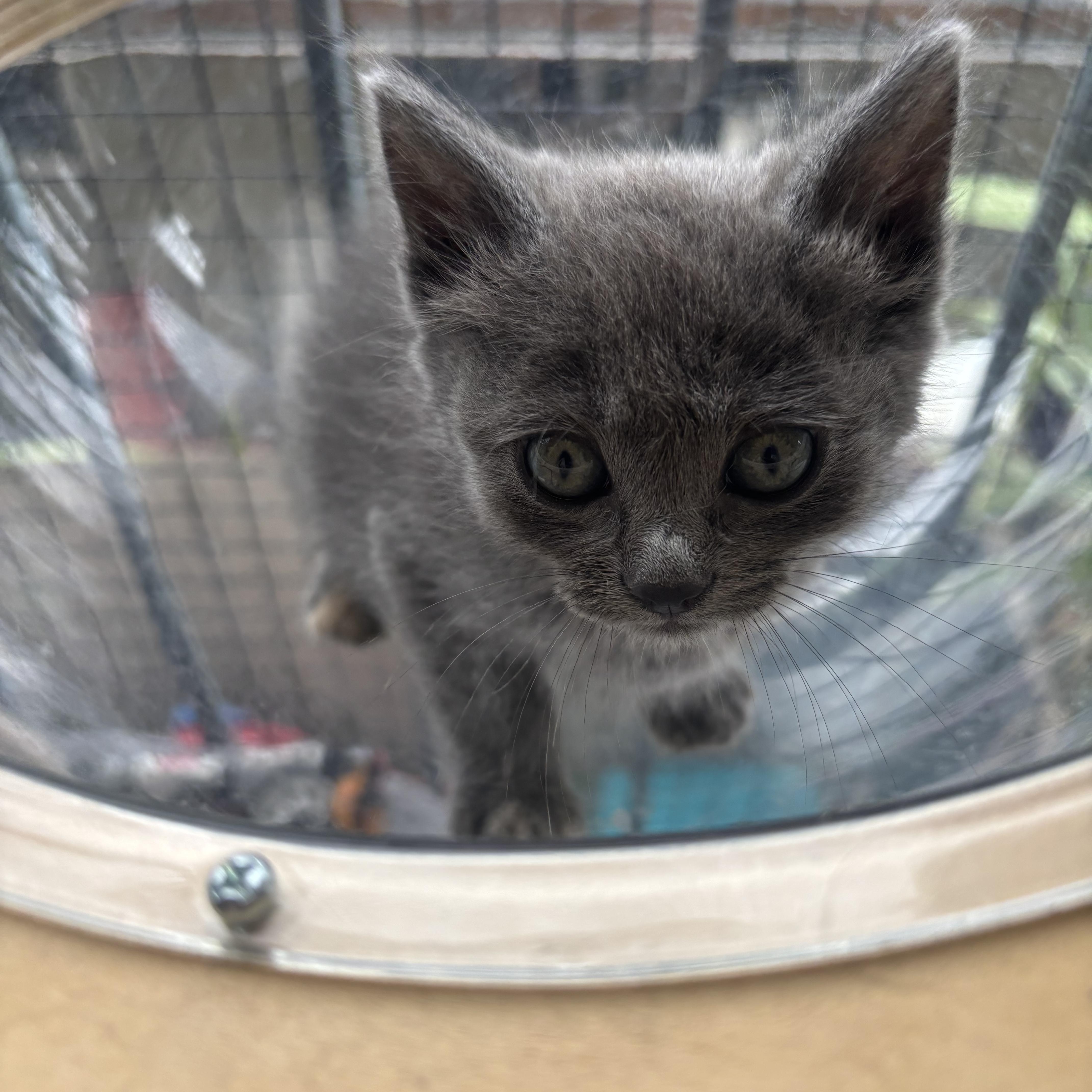 A baby small-sized female Dilute Tortoiseshell cat named Rosalie for adoption in Costa Mesa, CA