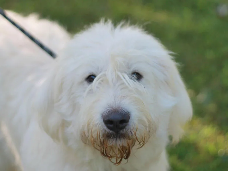 A young large-sized female Great Pyrenees dog named Khloe for adoption in Cookeville, TN
