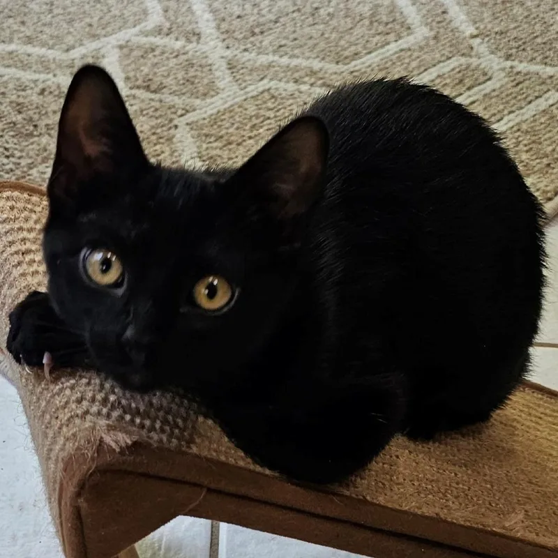 A baby small-sized female Black Domestic Short Hair cat named Shelly for adoption in Falls Church, VA
