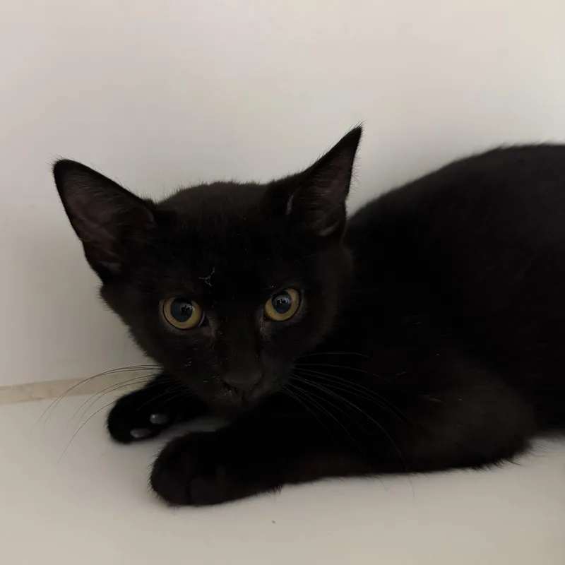 A young medium-sized female Black Domestic Short Hair cat named Nina for adoption in Reisterstown, MD