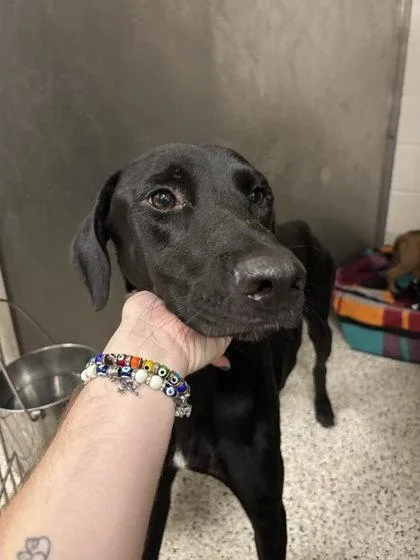 An adult medium-sized female Mixed Breed dog named Planetary for adoption in Atlanta, GA