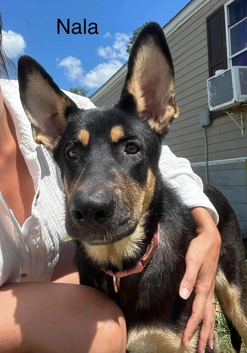 A baby large-sized female German Shepherd Dog dog named Nala for adoption in Allen, TX