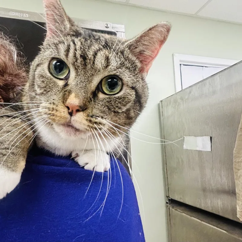 An adult large-sized female Torbie Domestic Short Hair cat named Cordelia for adoption in East Smithfield , PA