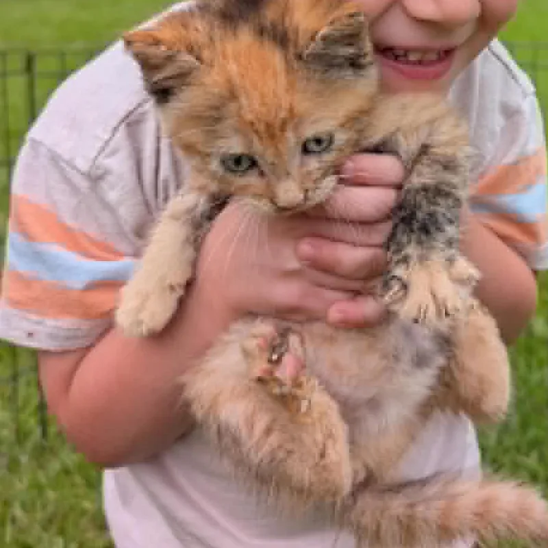 A baby small-sized female Tortoiseshell Domestic Short Hair cat named Kaleigh for adoption in LITTLE MOUNTAIN, SC