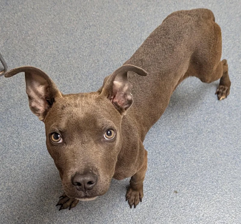 A baby medium-sized male Gray / Blue / Silver Pit Bull Terrier dog named Cheech for adoption in Suffolk, VA